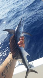 Piccolo rostrato pescato a drifting a tonni